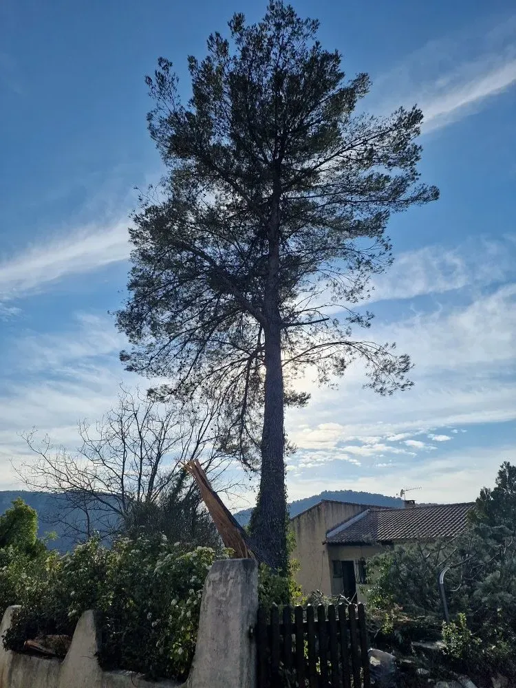 elagage-abattage-darbres-dangereux-2