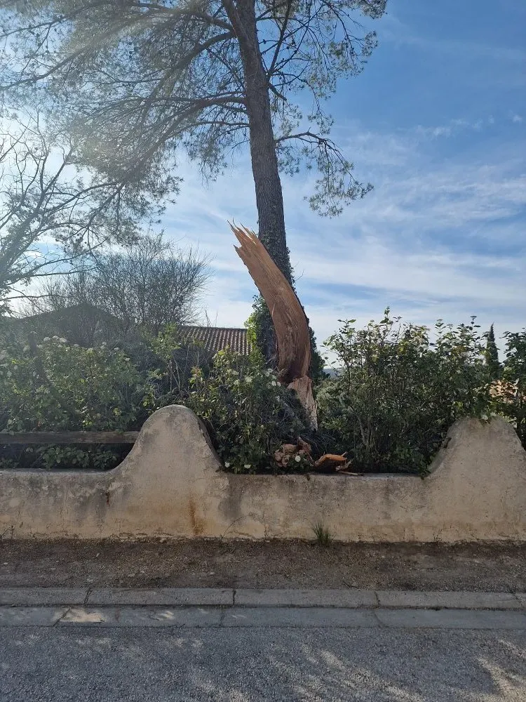 elagage-abattage-darbres-dangereux-3