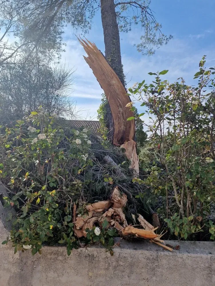 elagage-abattage-darbres-dangereux-4